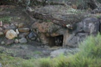 Boar In cave
