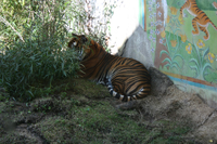 Tiger in bush