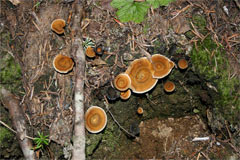 Fungi on trail